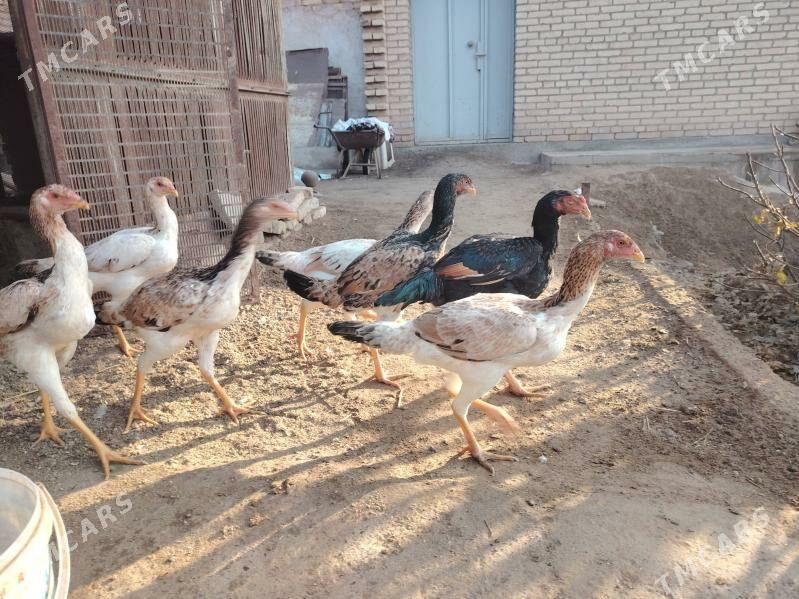 Boýes mäkiler 6 aýlyk - Туркменабат - img 2