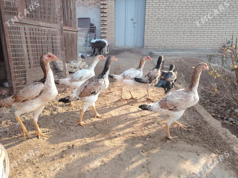 Boýes mäkiler 6 aýlyk - Туркменабат - img 3