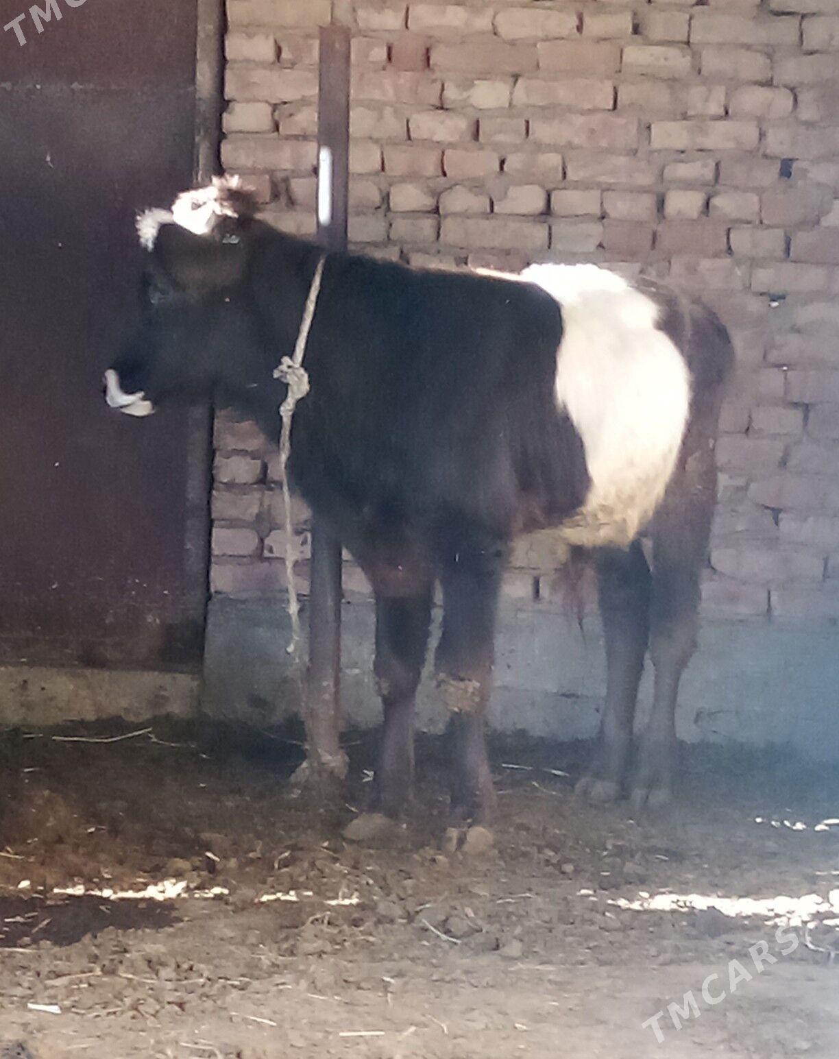 Öküz Gibrit - Гёкдепе - img 3