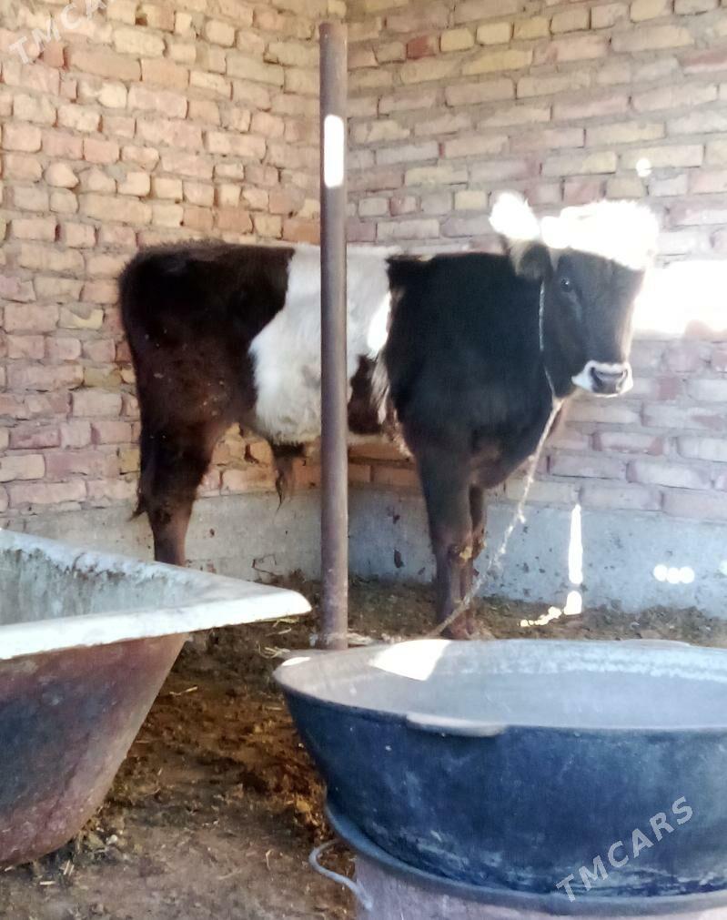 Öküz Gibrit - Гёкдепе - img 4