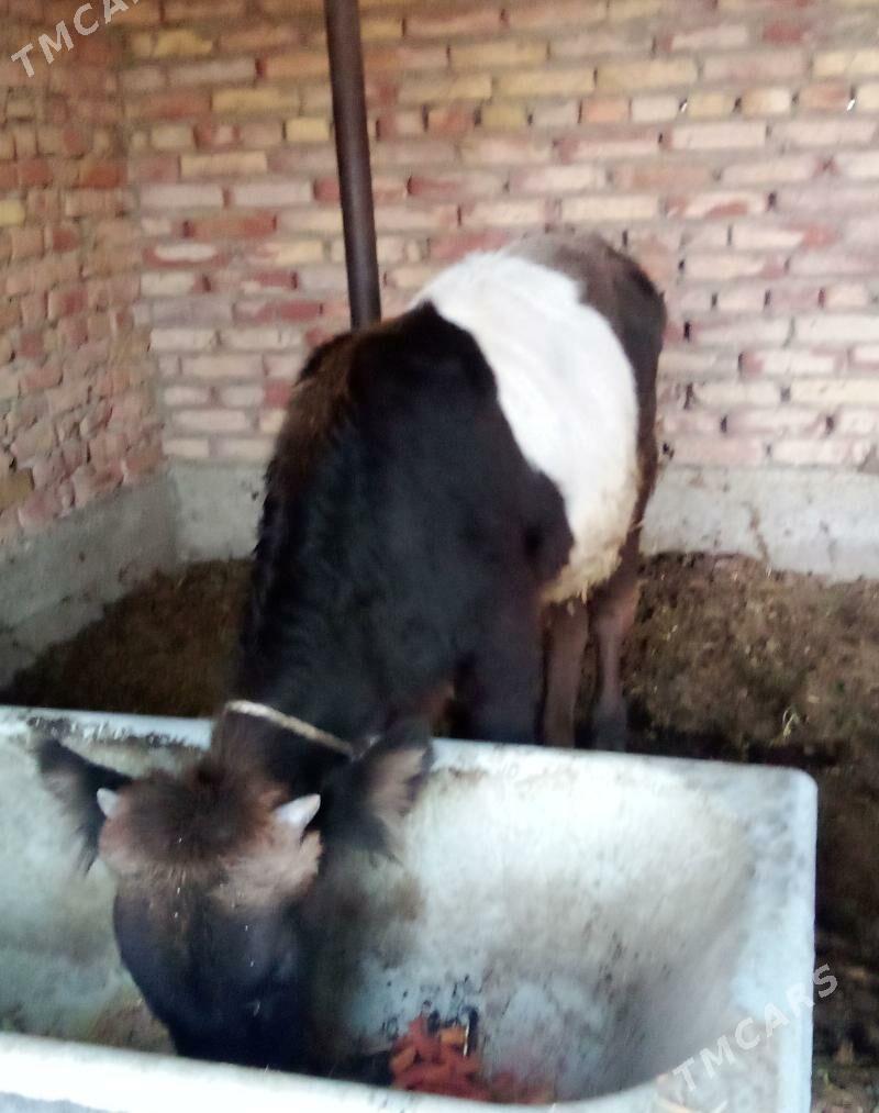 Öküz Gibrit - Гёкдепе - img 10