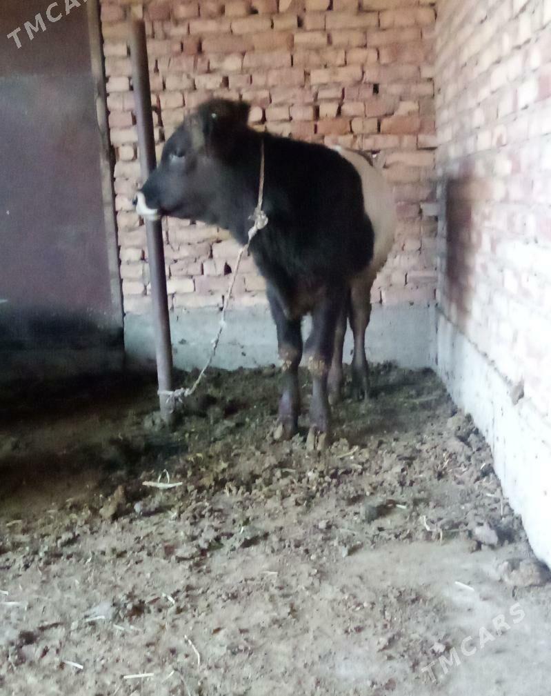 Öküz Gibrit - Гёкдепе - img 5