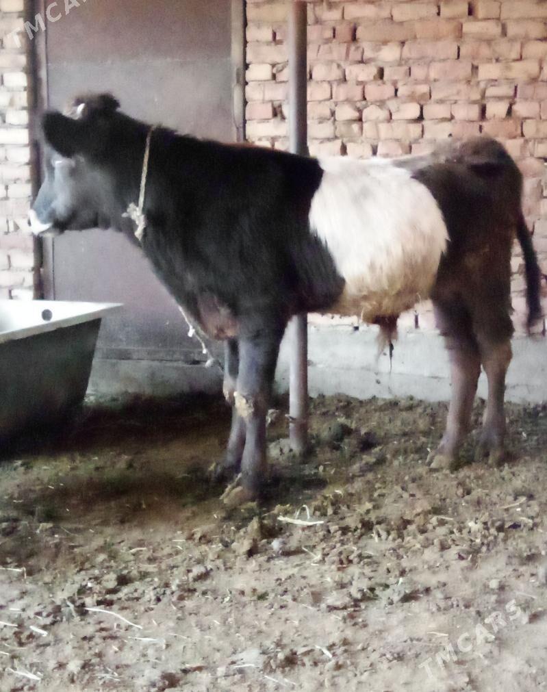 Öküz Gibrit - Гёкдепе - img 6