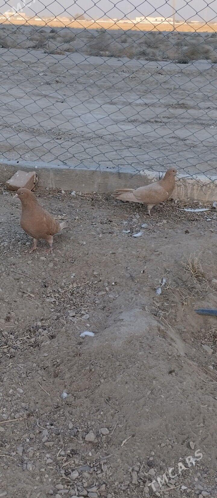 kepderi - Джебел - img 2