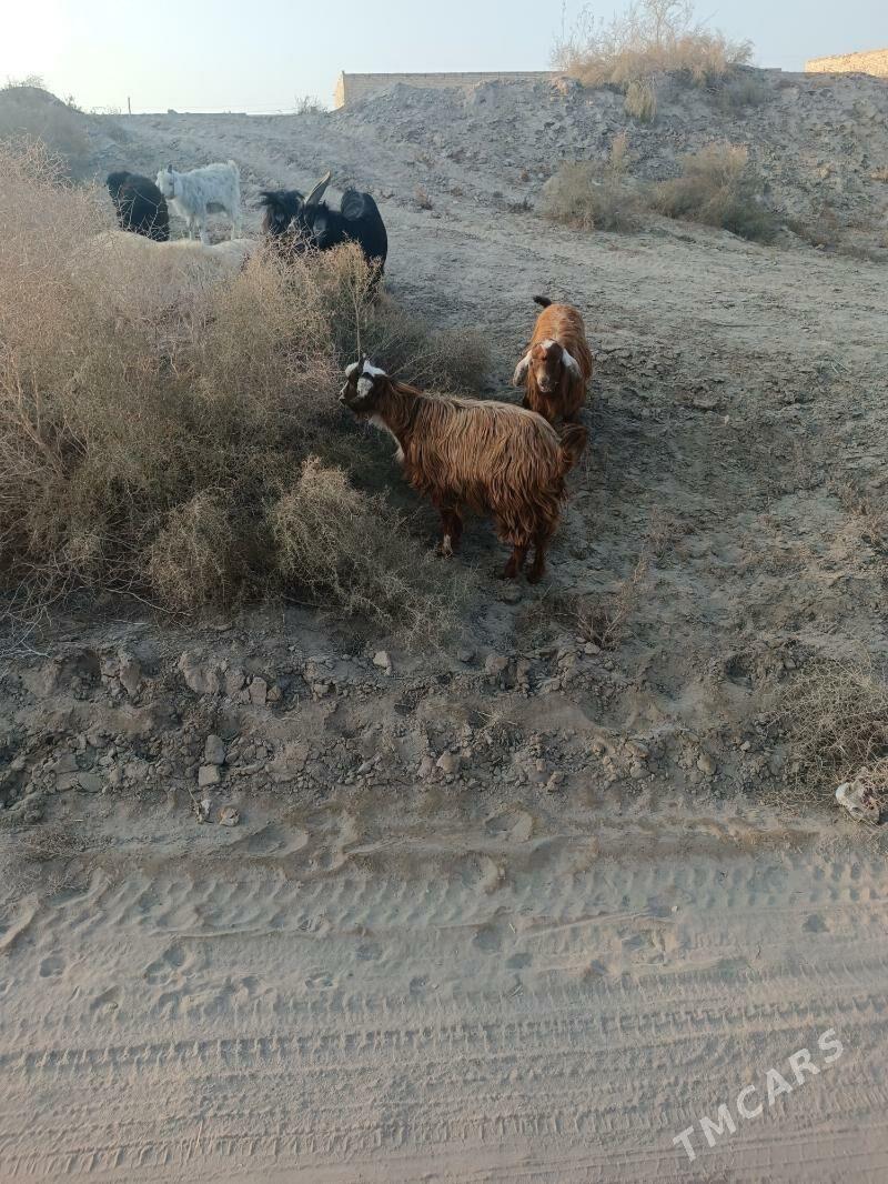 koç we serkesler - Farap - img 2