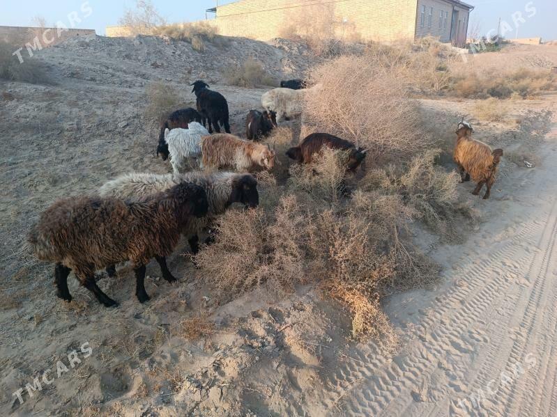 koç we serkesler - Farap - img 3