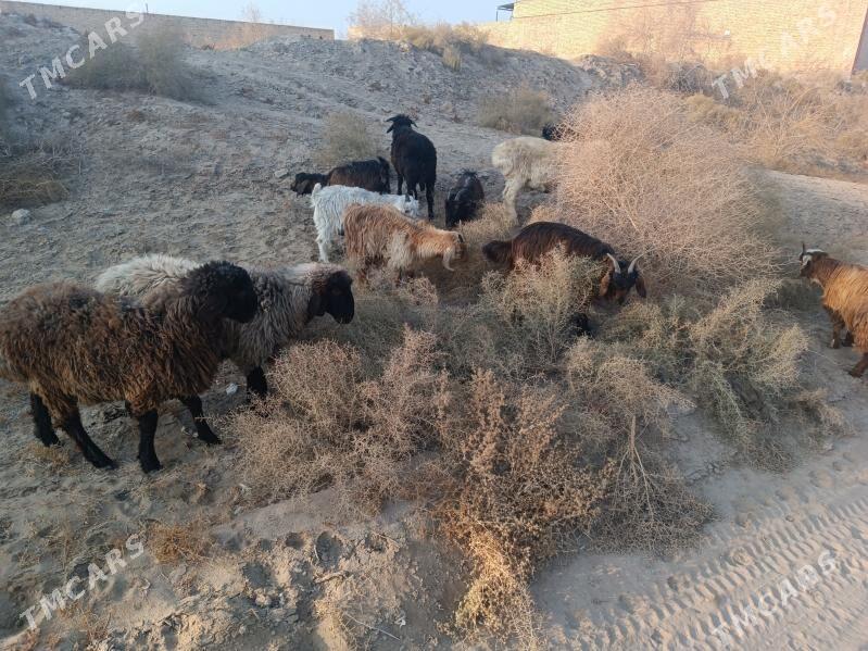 koç we serkesler - Farap - img 5