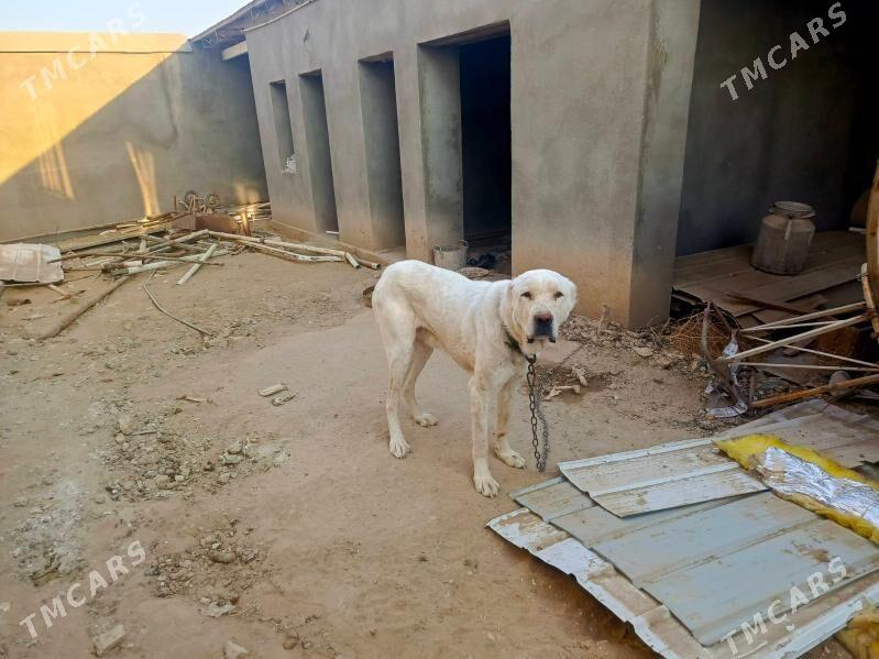 продаётся собака породы Алабай - Байрамали - img 3
