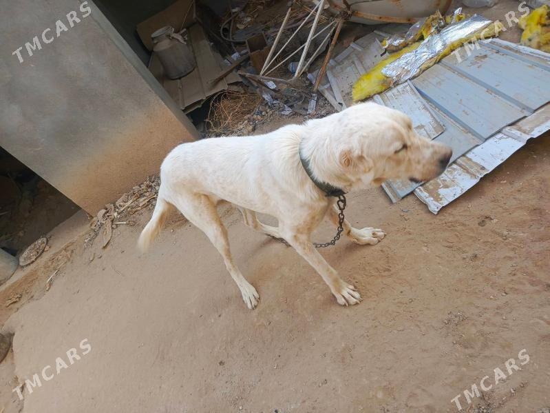 продаётся собака породы Алабай - Байрамали - img 2