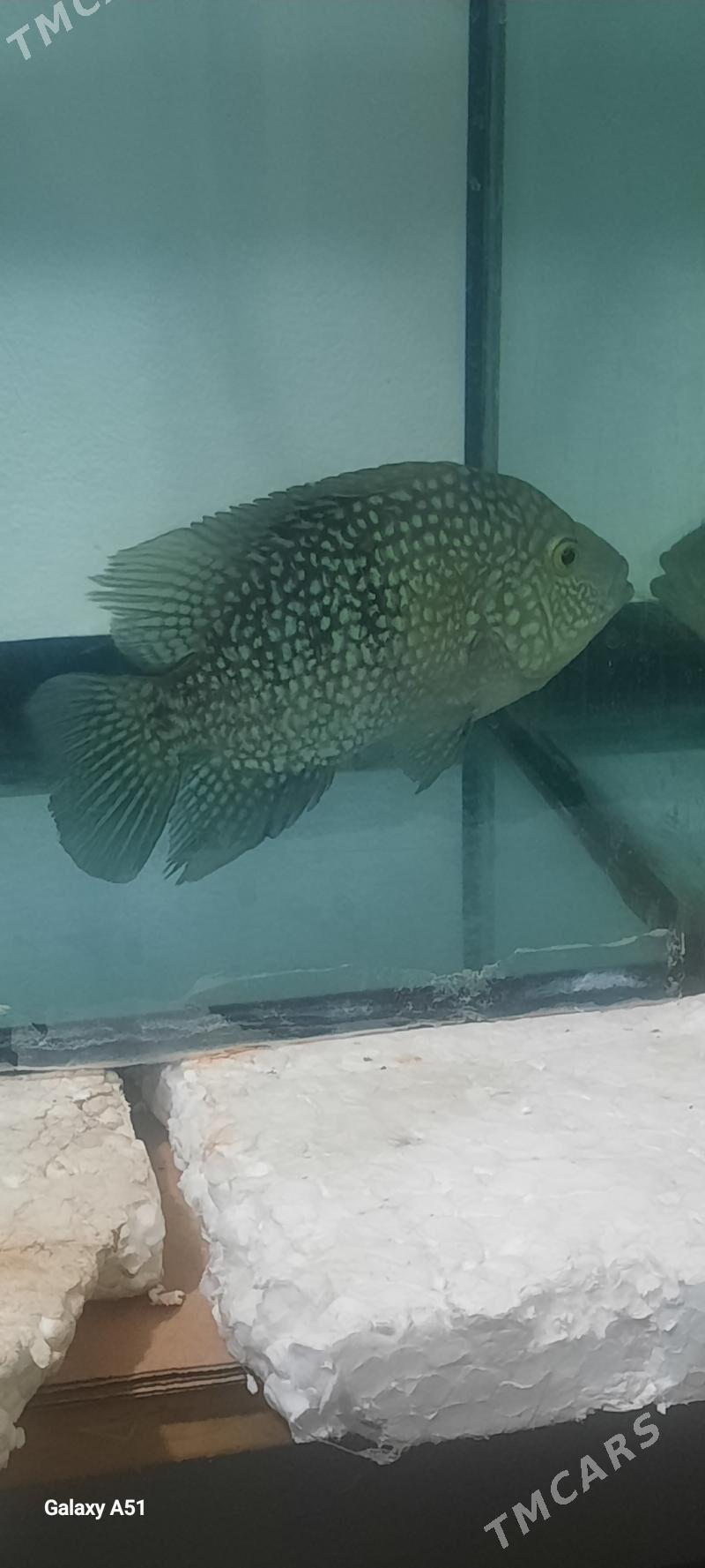 Бриллиантовая цихлазома - Кëши - img 4