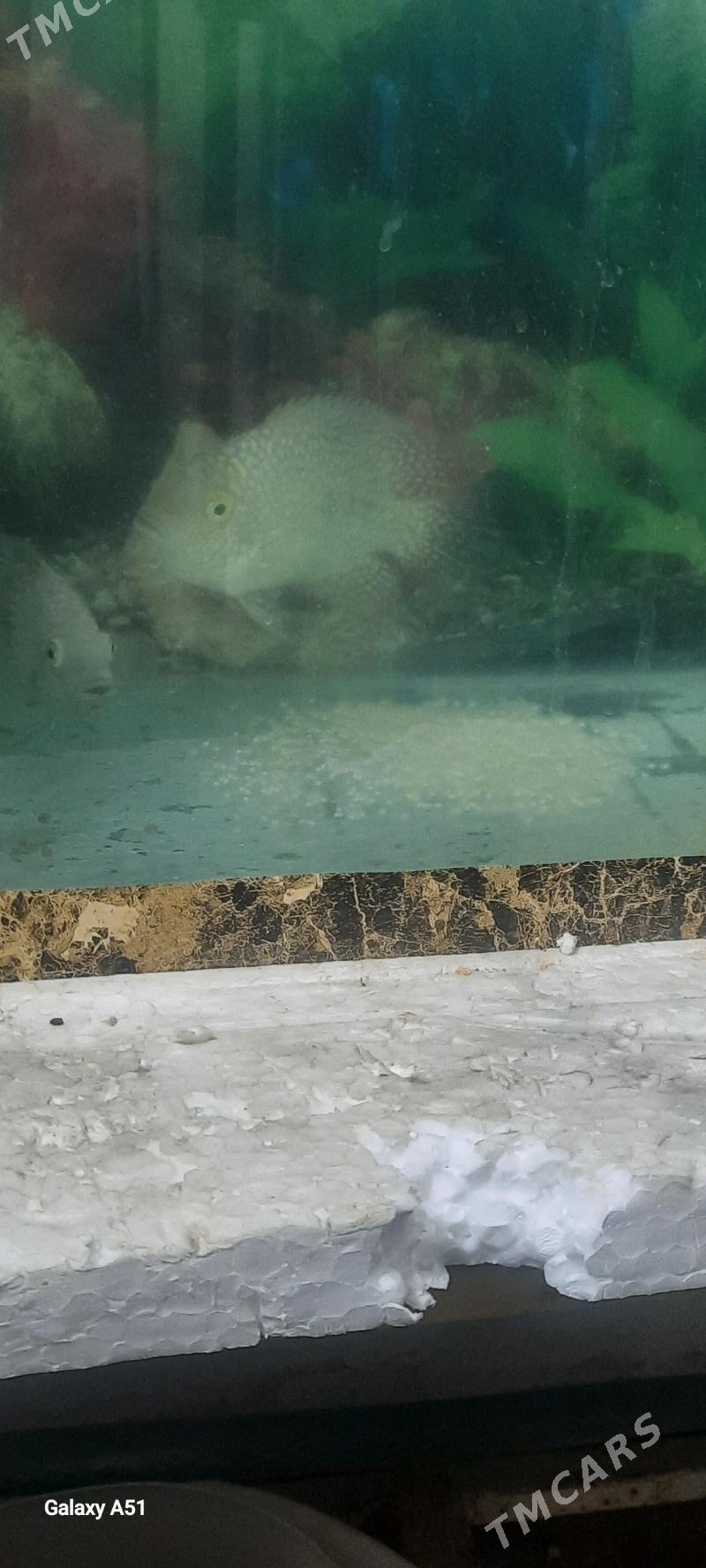 Бриллиантовая цихлазома - Кëши - img 5