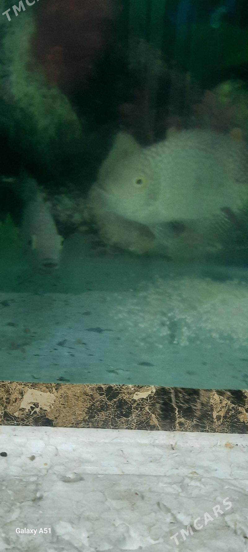 Бриллиантовая цихлазома - Кëши - img 3