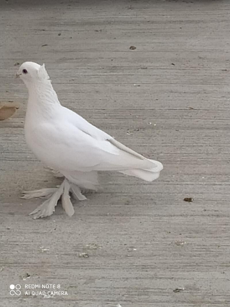 Голуб - Türkmenabat - img 1