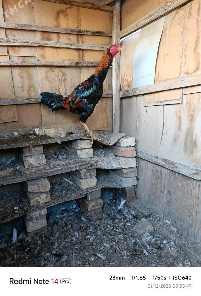 bayes pirce - Туркменабат - img 3