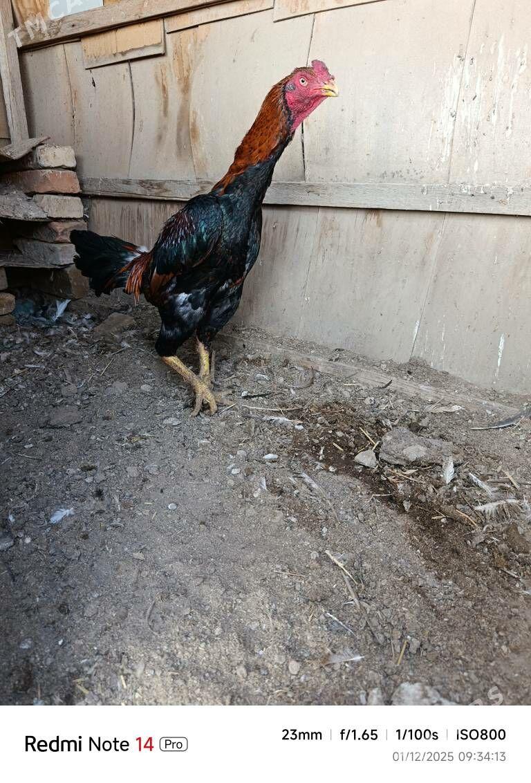 bayes pirce - Туркменабат - img 2