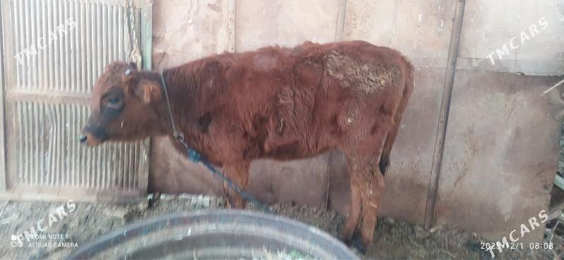 Tuwe - Бабадайхан - img 1