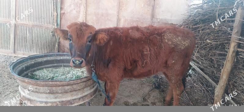 Tuwe - Бабадайхан - img 4