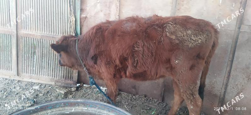 Tuwe - Бабадайхан - img 3