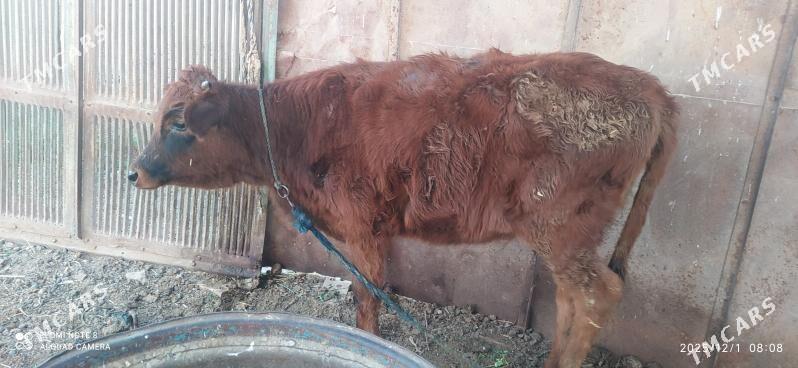 Tuwe - Бабадайхан - img 2