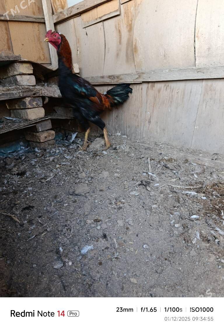 bayes pirce - Туркменабат - img 4