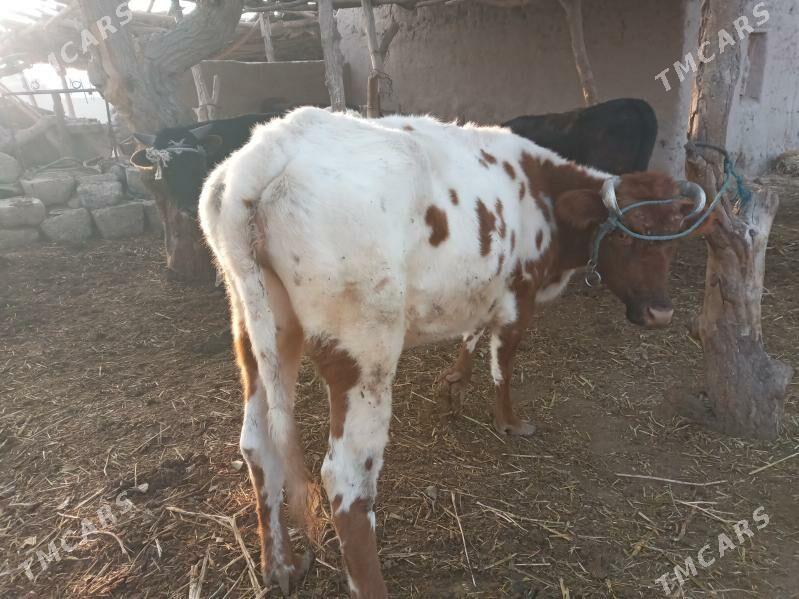 Sygyr gysyr - Дашогуз - img 3