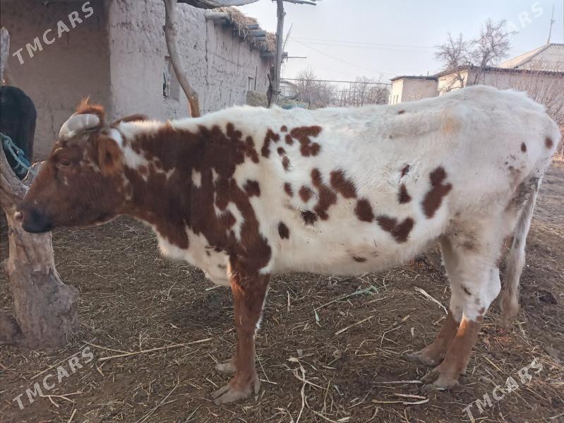 Sygyr gysyr - Дашогуз - img 2