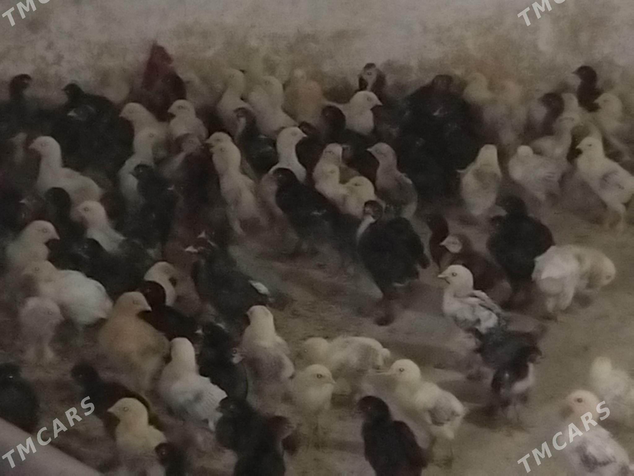 balgar juje - Gökdepe - img 2