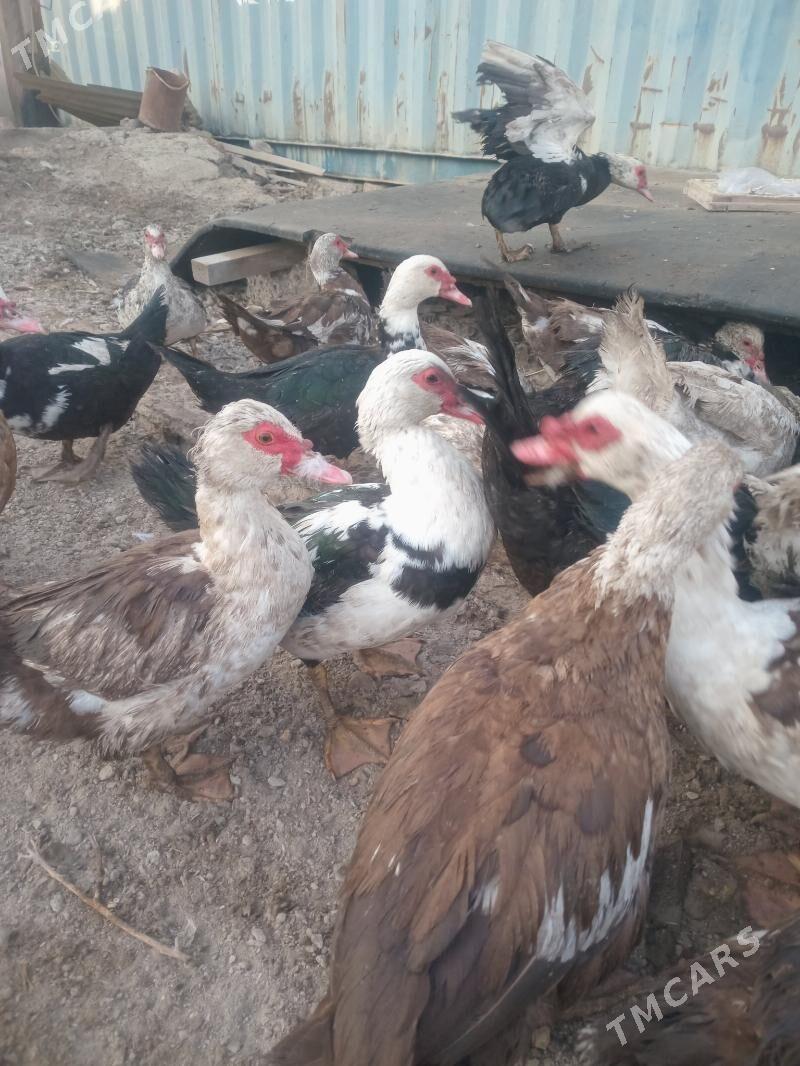 Ордеклер Мускус - Türkmenabat - img 5