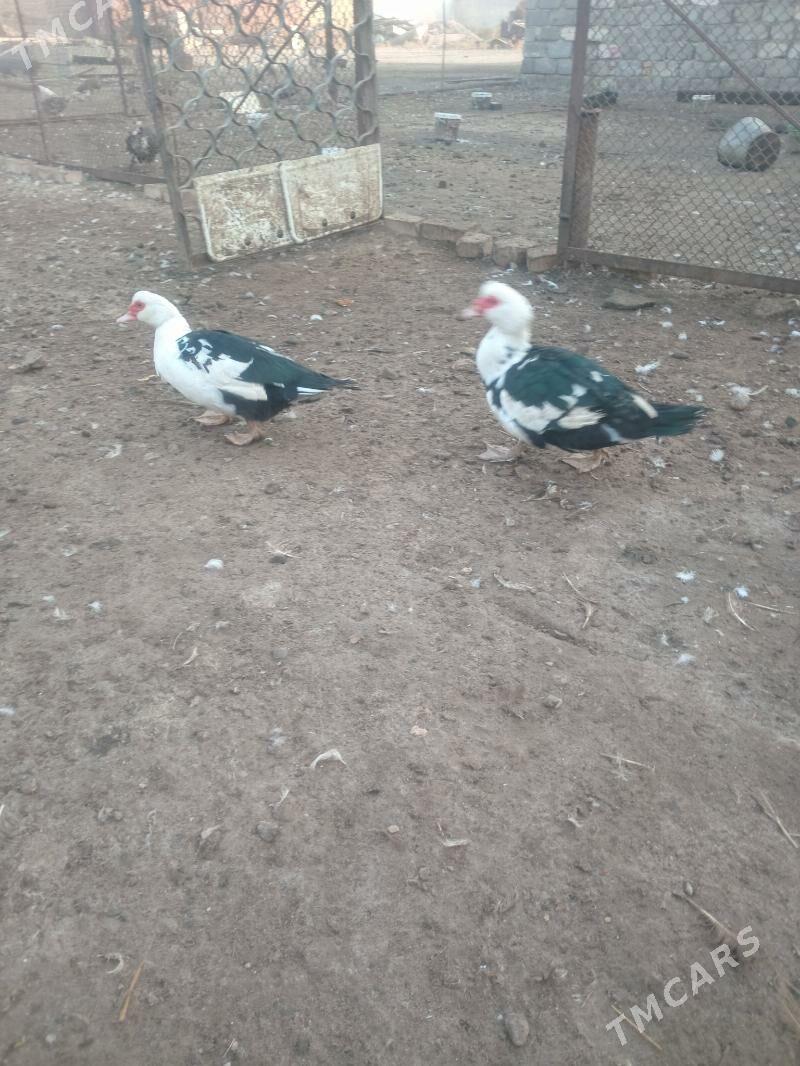 Ордеклер Мускус - Türkmenabat - img 4