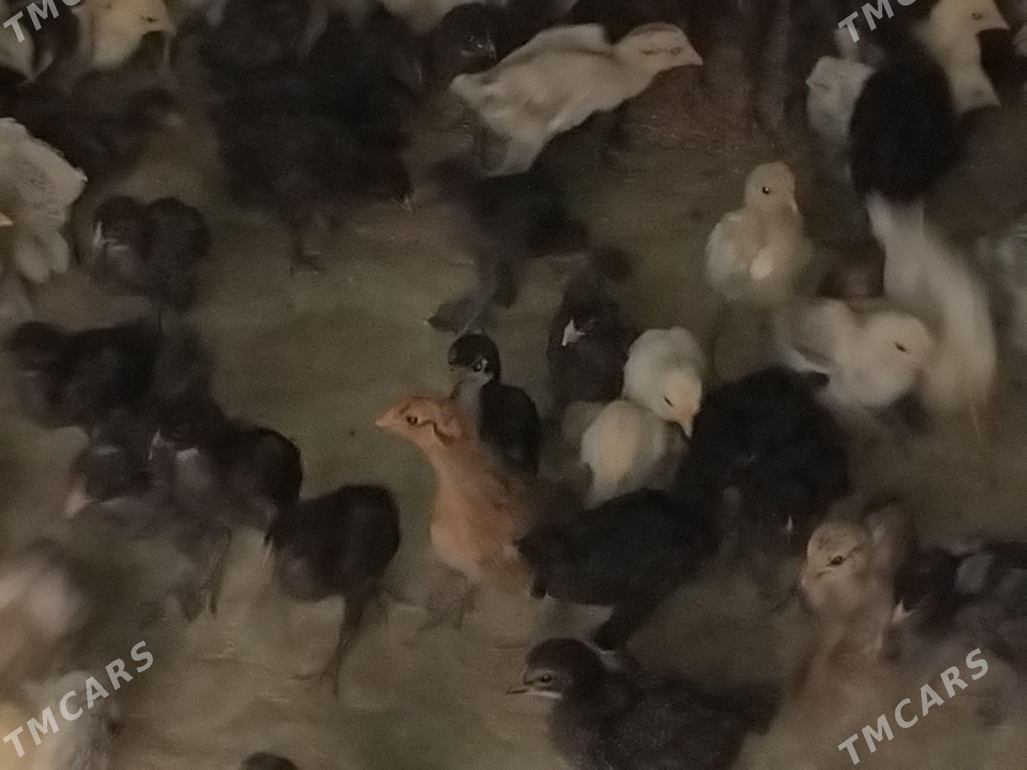 balgar juje - Gökdepe - img 3