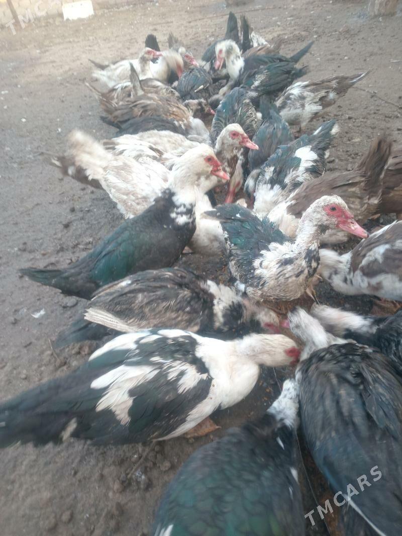 Ордеклер Мускус - Türkmenabat - img 3