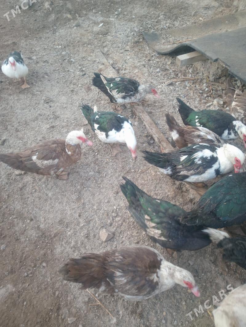 Ордеклер Мускус - Türkmenabat - img 6