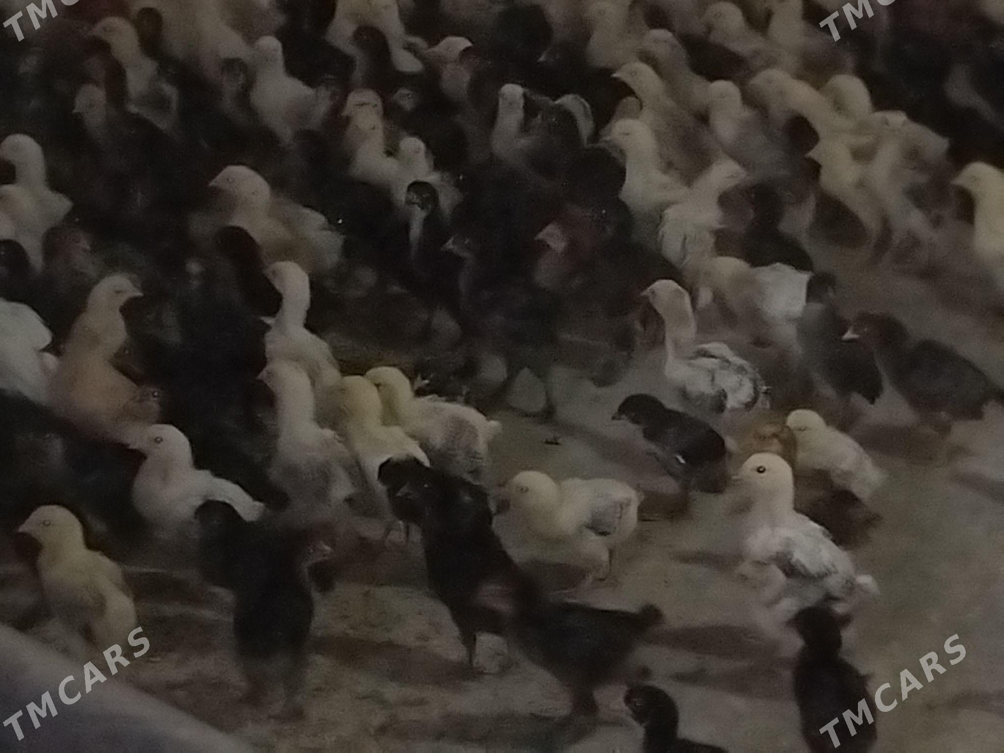 balgar juje - Gökdepe - img 4