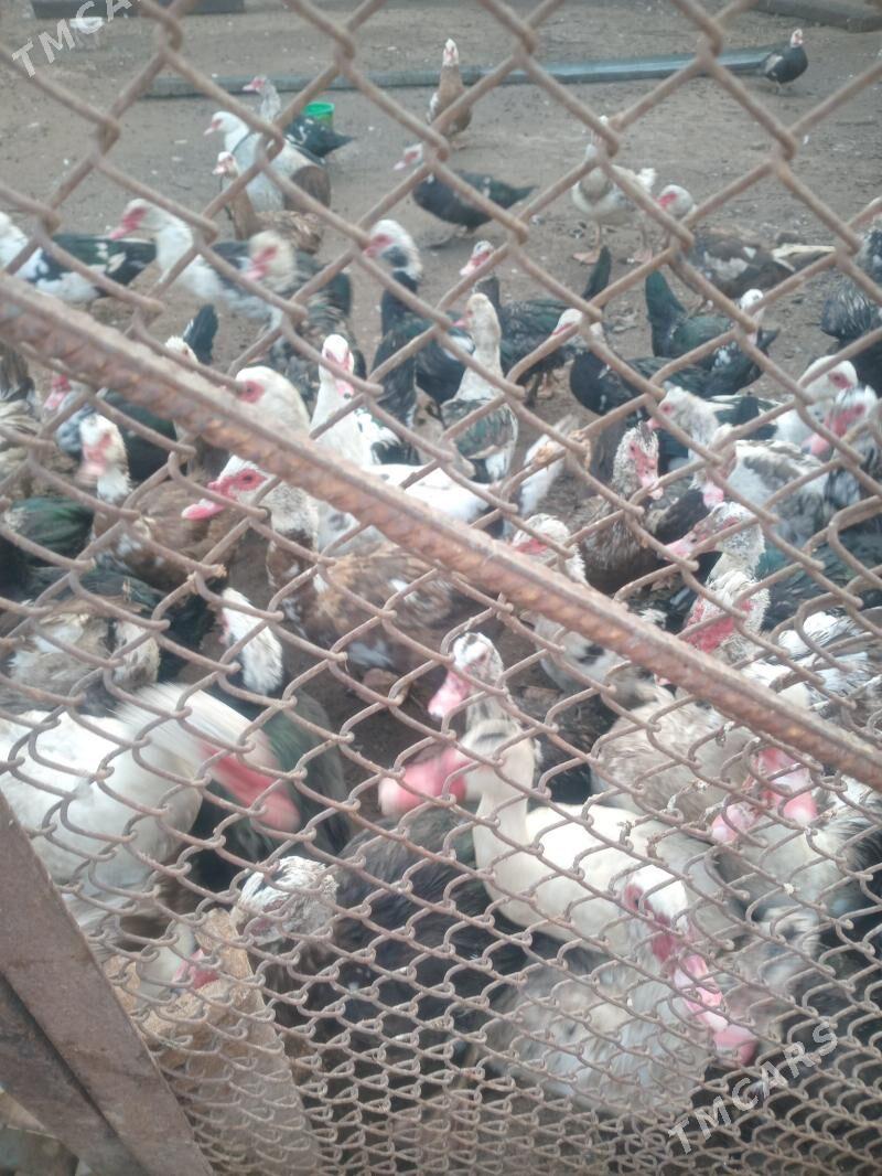 Ордеклер Мускус - Türkmenabat - img 7