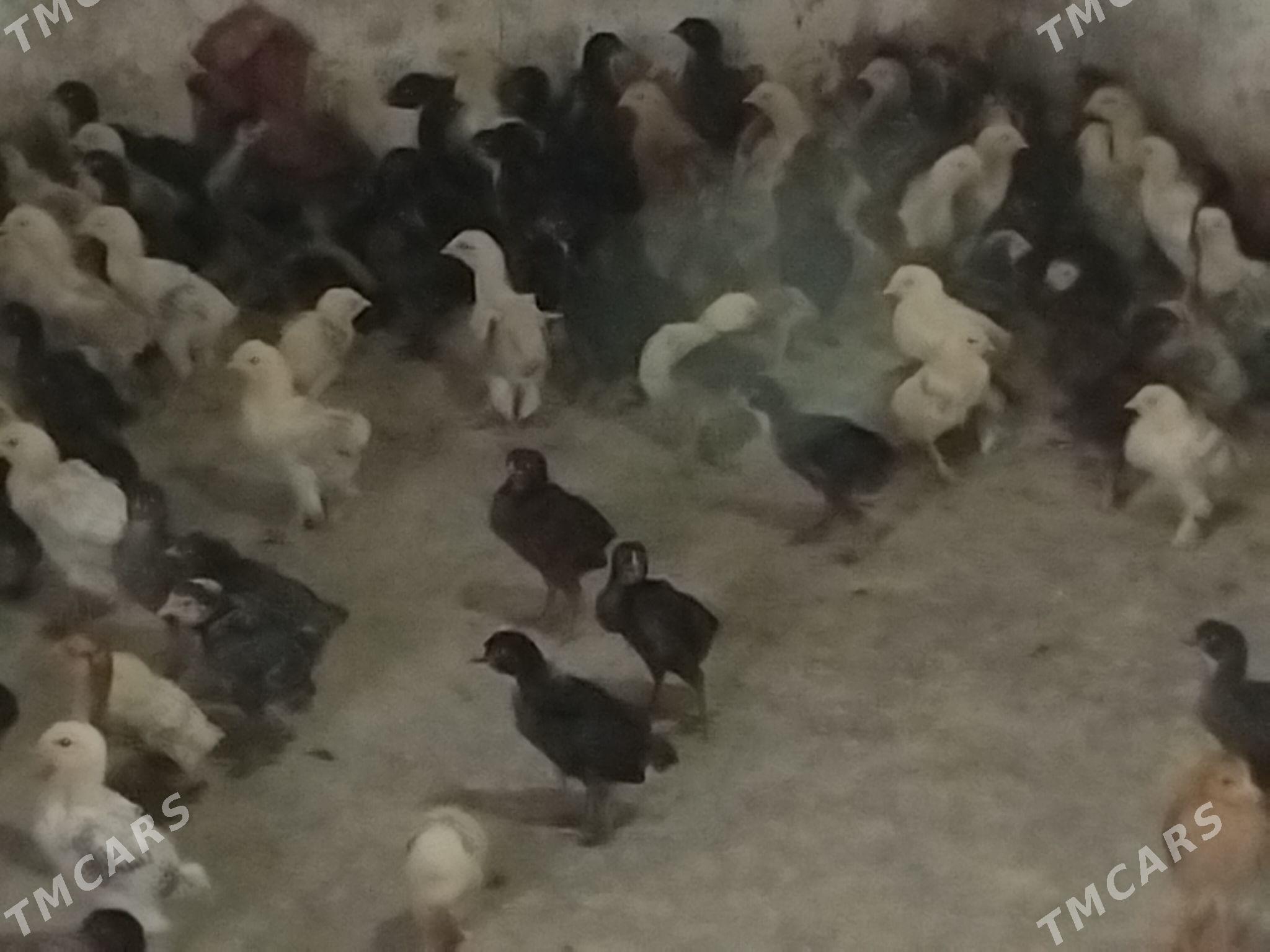 balgar juje - Gökdepe - img 5