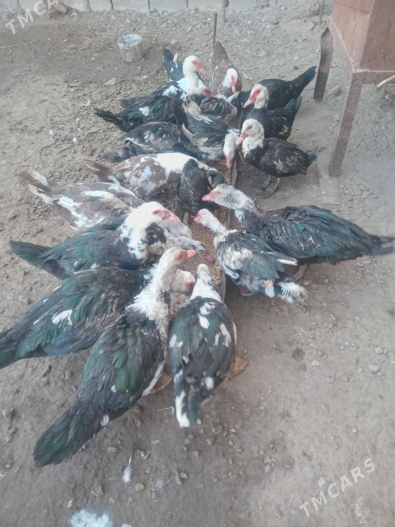 Ордеклер Мускус - Türkmenabat - img 2