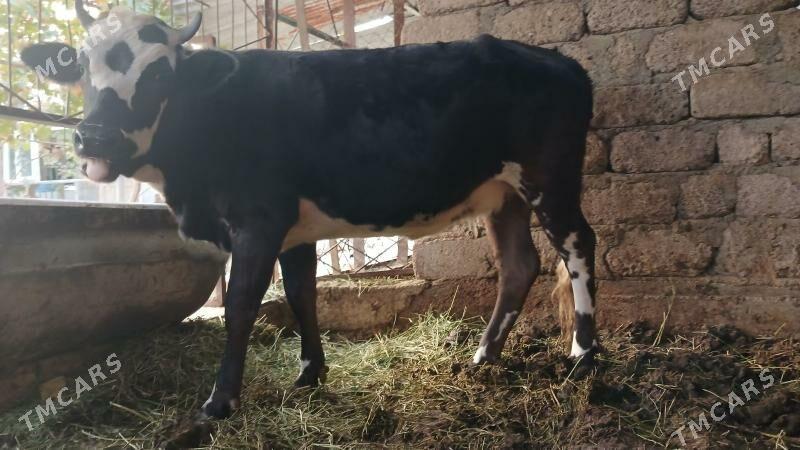 göle,tüwe - Кипджак - img 2