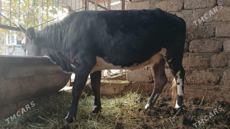 göle,tüwe - Кипджак - img 3