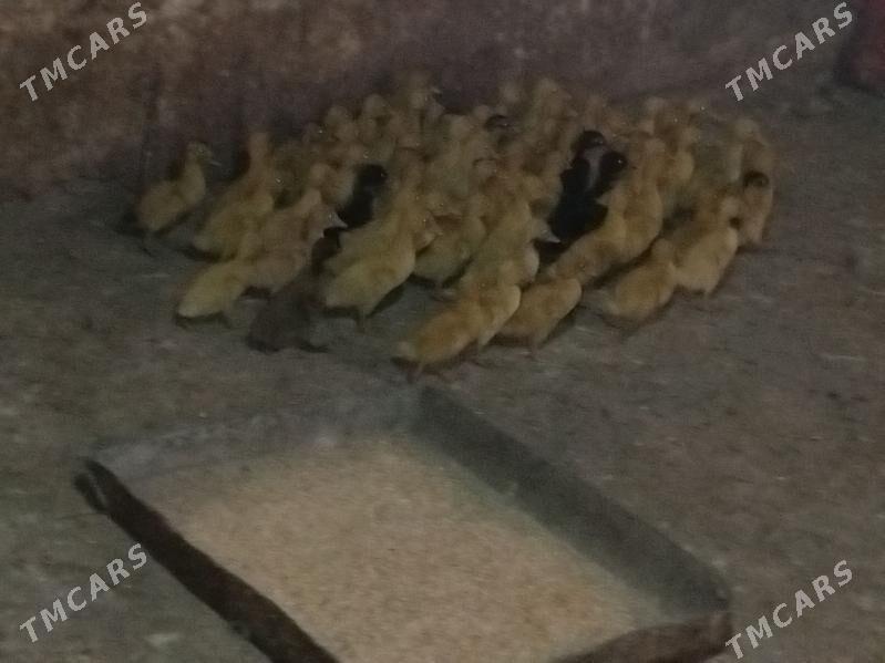 ordek juje - Gökdepe - img 2