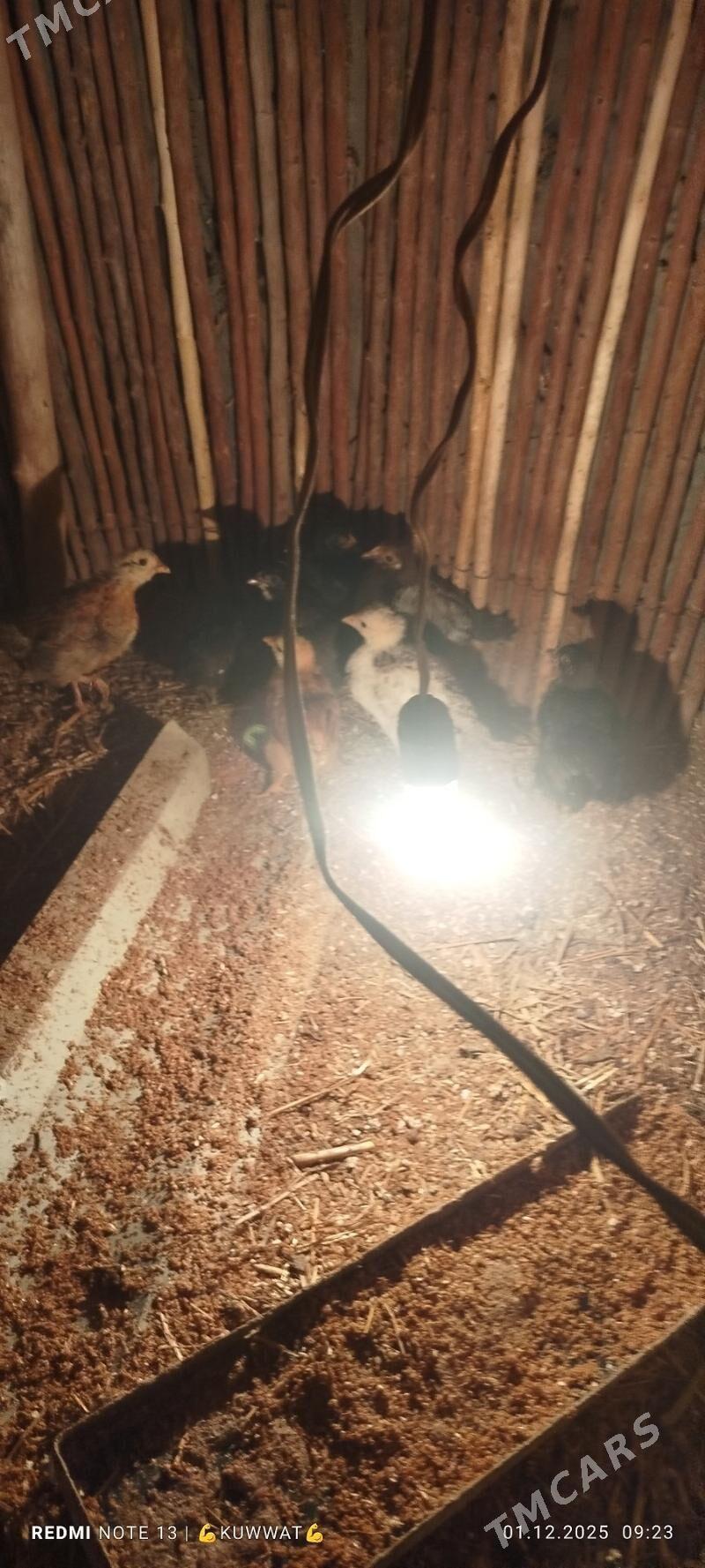 juje 10 sany - Шабатский этрап - img 3