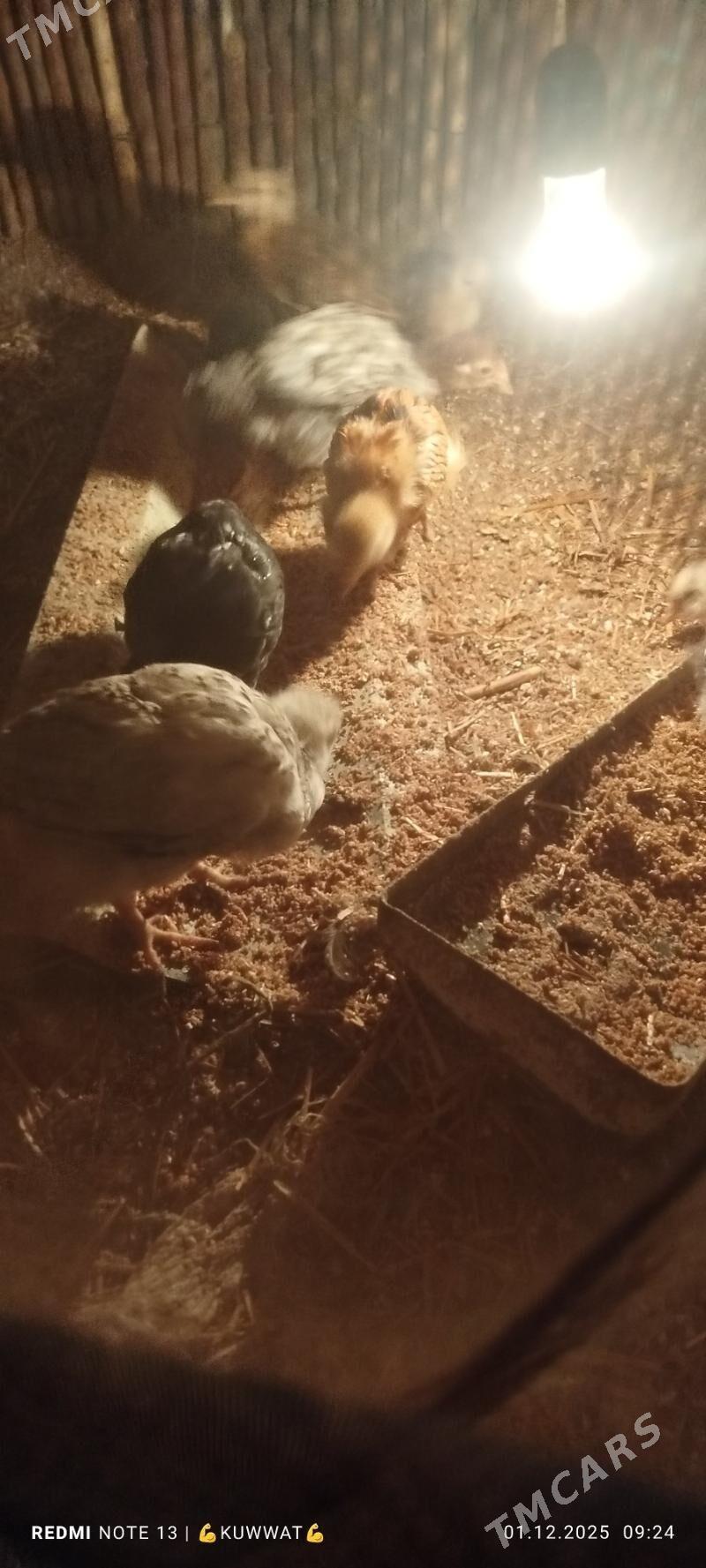 juje 10 sany - Шабатский этрап - img 2