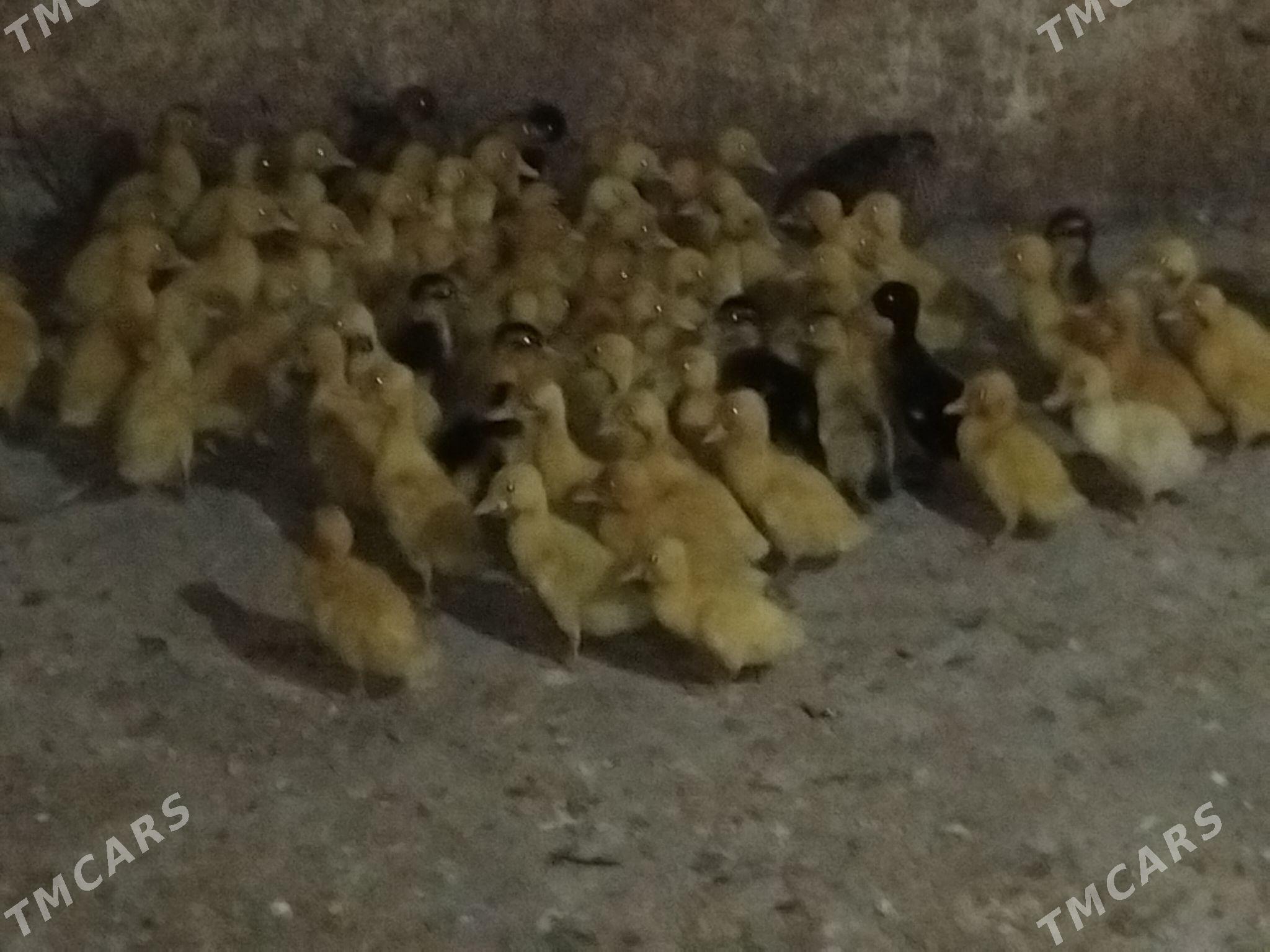 ordek juje - Gökdepe - img 4