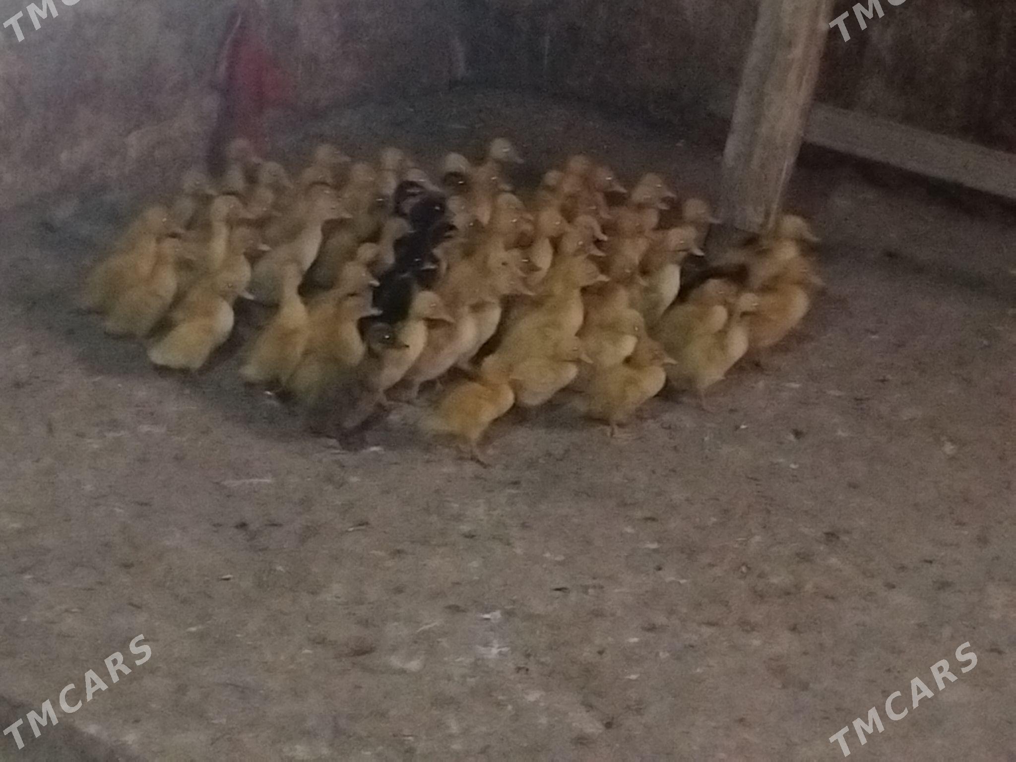 ordek juje - Gökdepe - img 1