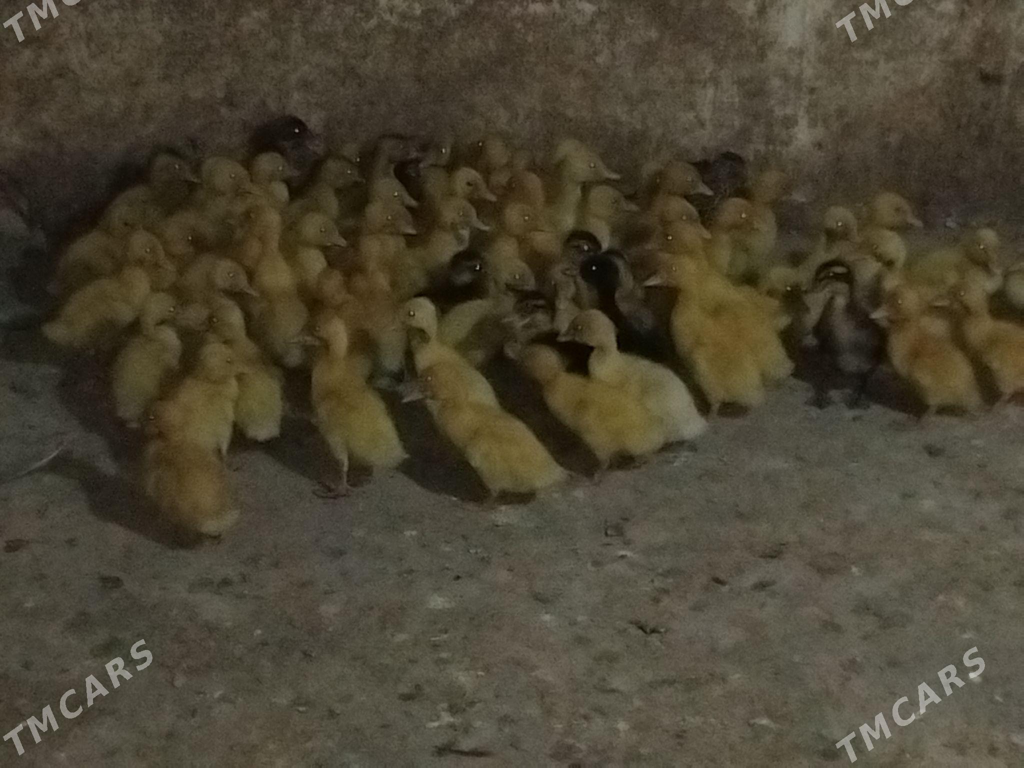 ordek juje - Gökdepe - img 3