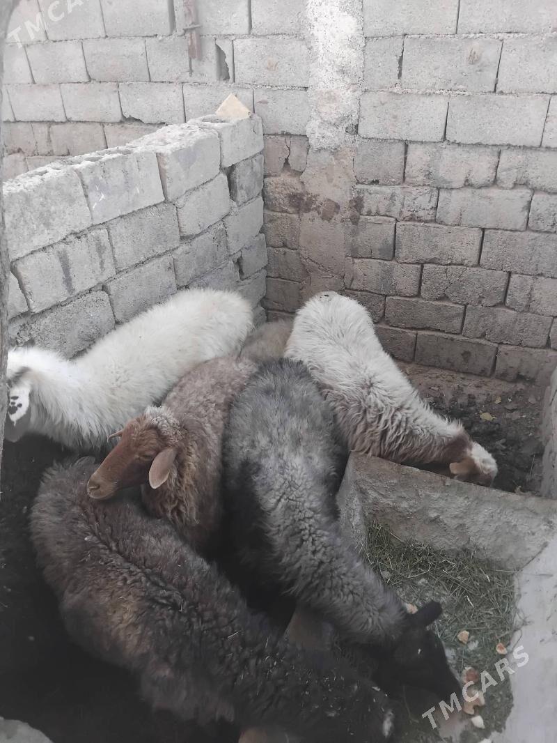 goyun bogaz - Анев - img 2