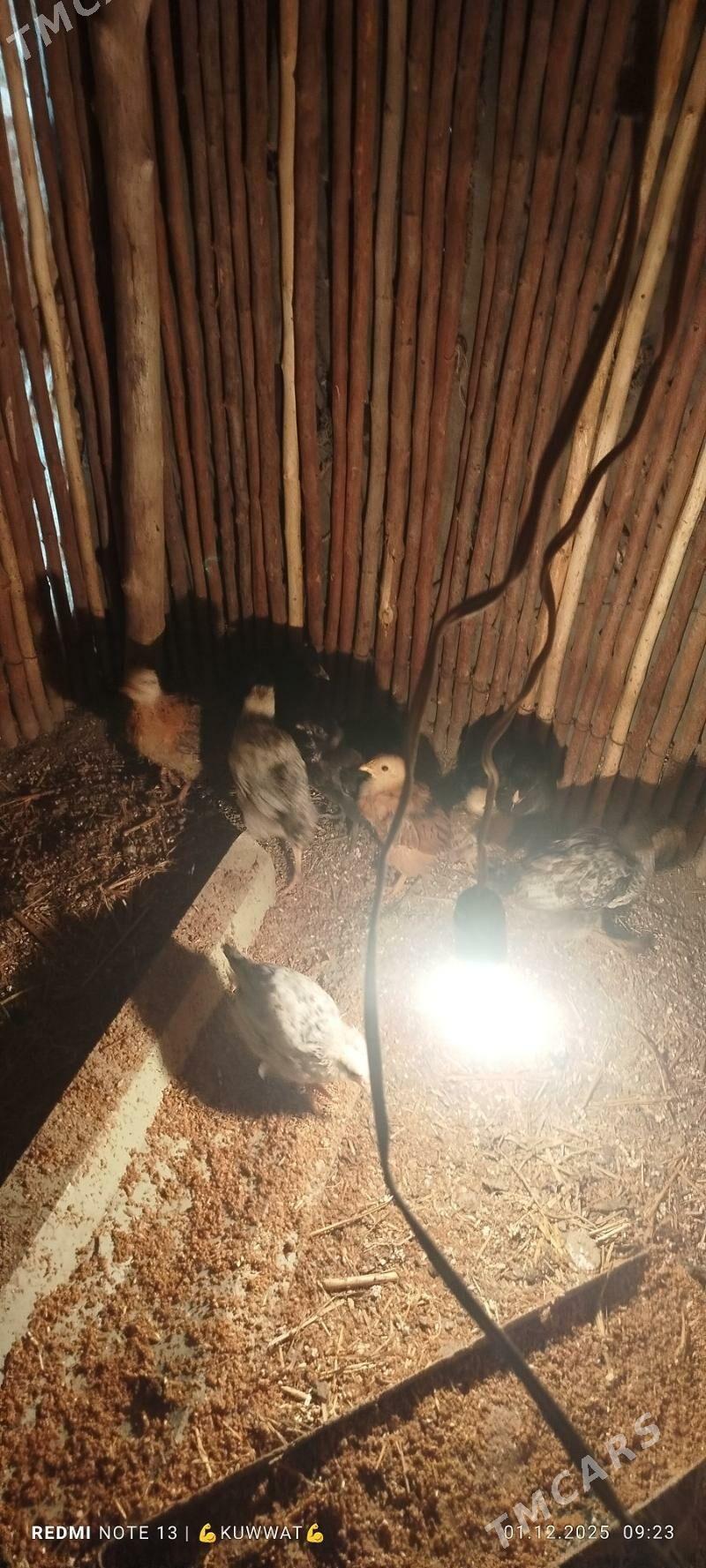 juje 10 sany - Шабатский этрап - img 4