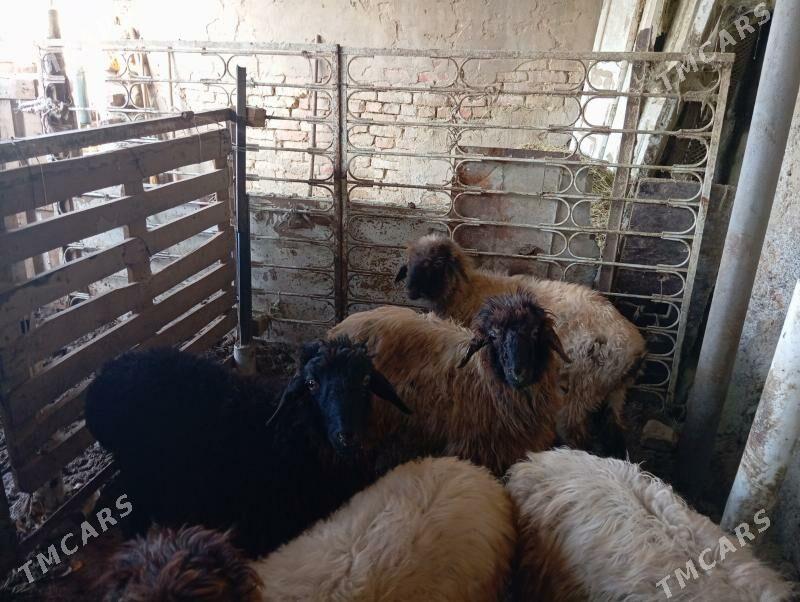 Tokly - Gurtly - img 2