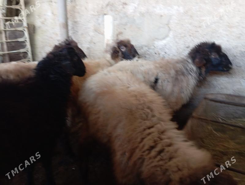 Tokly - Gurtly - img 1