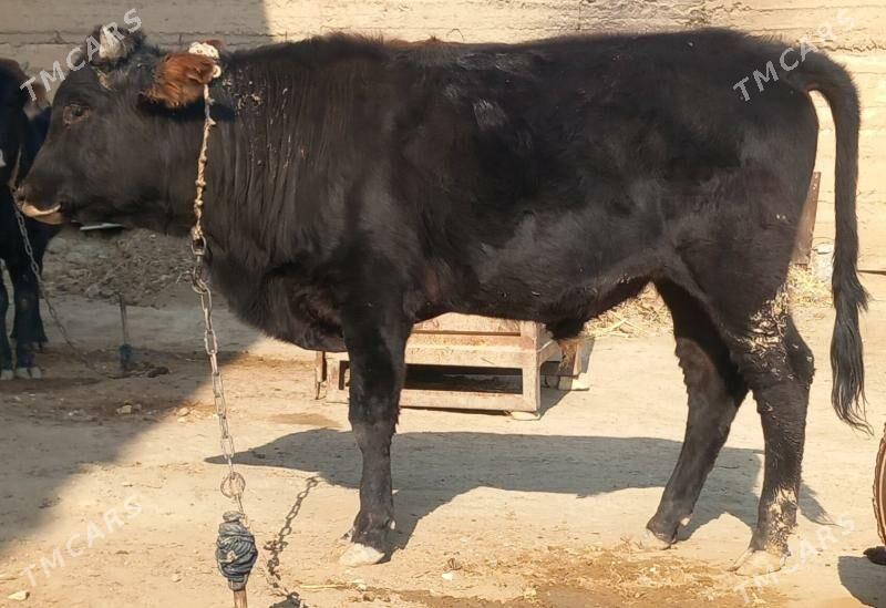 okuz - Änew - img 3