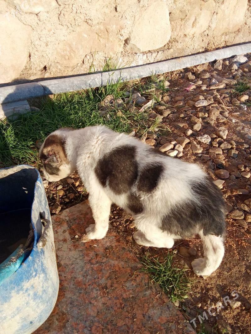 Güjük - Балканабат - img 2